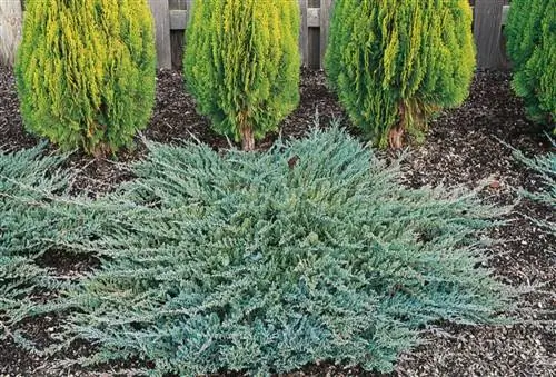 Juniperus icee blue Maple Leaf Home Gardens Кустарник