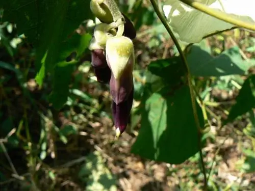 крупный план жгучей мукуны