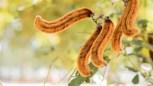 mucuna pruriens Суперумные семена