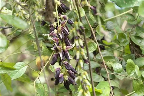 Mucuna pruriens, растение, лечащее неврологические проблемы