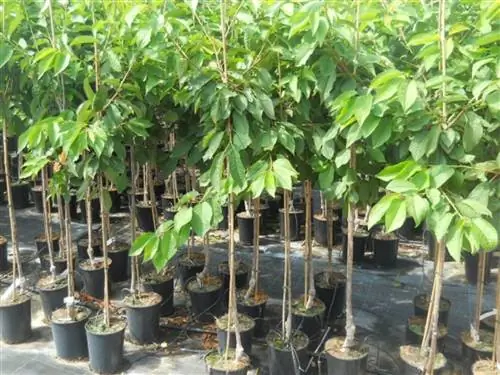 Как ухаживать за вишней в горшке Виверос Перес