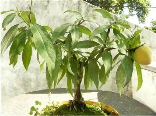 персиковое дерево бонсай