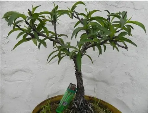 персиковое дерево бонсай