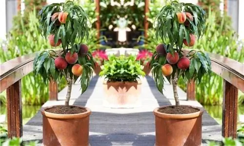 персиковые деревья в горшках MrBubble