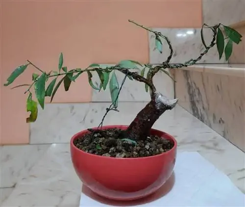 взрослый образец персикового дерева бонсай