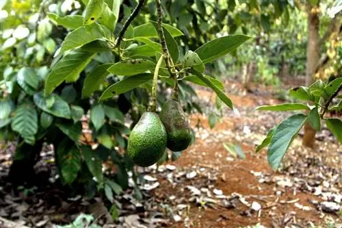 Авокадо - очень продуктивное плодовое дерево.