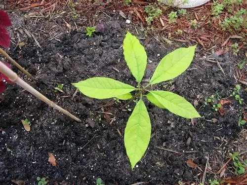 Авокадо нужно часто поливать.