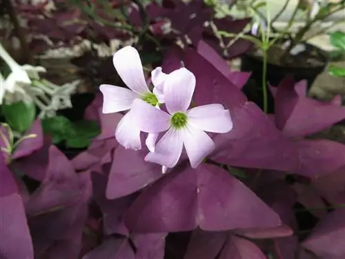 Пурпурный клевер - очень красивое комнатное подвесное растение.