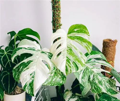 Monstera deliciosa variegata: характеристика и уход