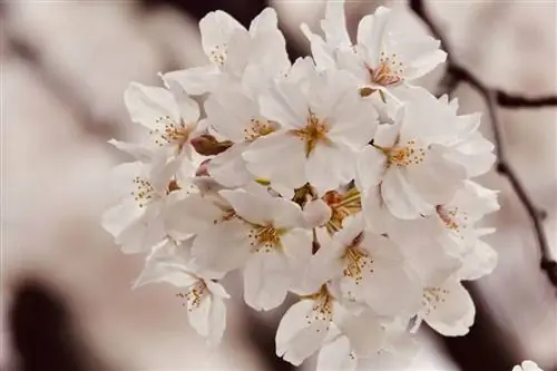 Ёсино цветок