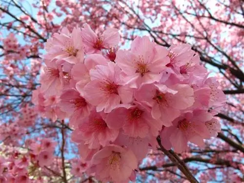 Cherry Blossom: самые красивые сорта цветущей сакуры