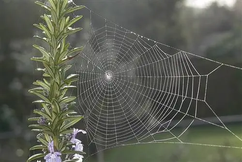 розмарин - устойчивое растение и обычно не страдает серьезными заболеваниями