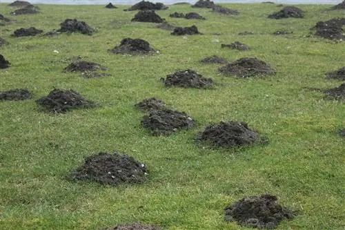 Как отпугнуть кротов?