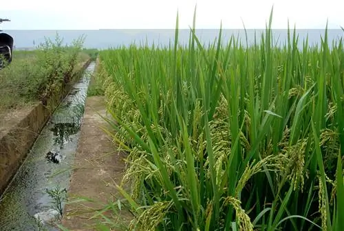 Заливное орошение - это метод орошения, который можно использовать для различных культур.