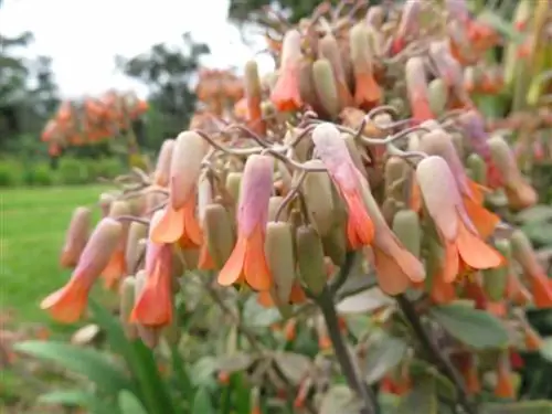 цветки каланхоэ федщенкои