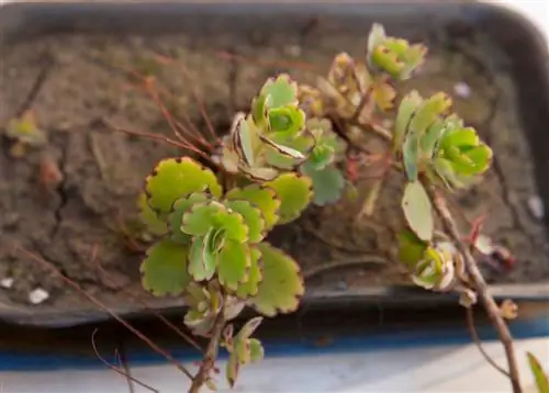 Зеленые листья каланхоэ федщенкои