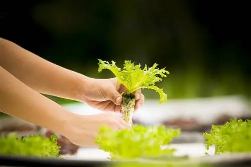 салат можно выращивать в помещении или в теплицах круглый год