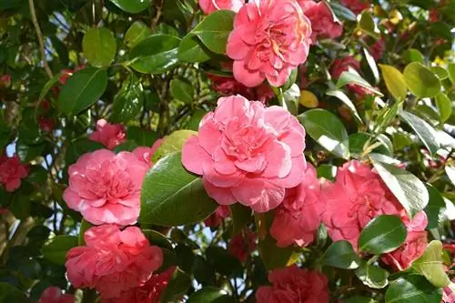 Как ухаживать за черенком камелии в воде?