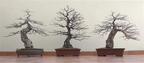 три пробковых дуба бонсай