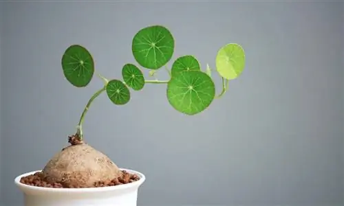 Стефания прямо