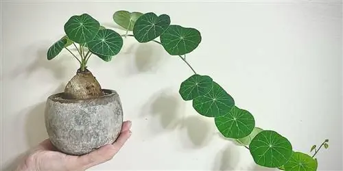 Комплектное растение Stephania erecta