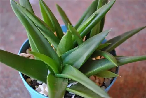 Haworthia pentagona - суккулентное растение родом из Южной Африки.