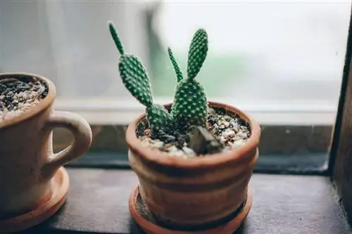 Кактус