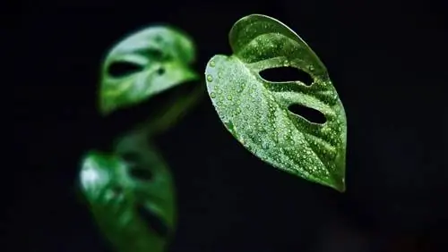 Различия между Monstera adansonii и obliqua