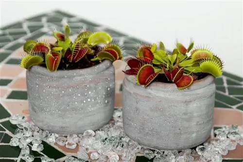 Уход за Dionaea muscípula или венериной мухоловкой