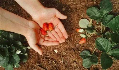 Когда сажать клубнику и как это делать: хитрости, чтобы она росла