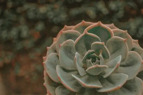 Echeveria lilacina: что нужно знать о суккуленте-призраке