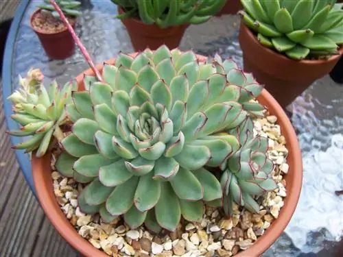 Echeveria pulidonis, суккулент, меняющий цвет
