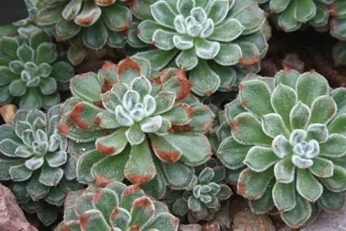 Echeveria setosa, это оригинальный пушистый суккулент