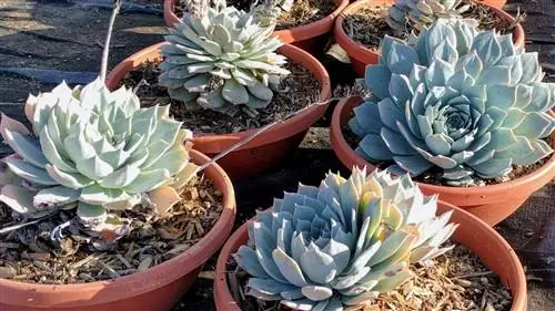 Echeveria peacockii, это суккулент, который может стать синим