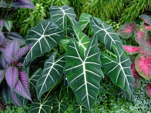 Alocasia frydek, это растение с зелеными бархатными листьями