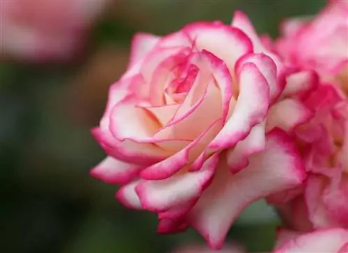 Rosa La Minuette, невероятный двухцветный цветок, который заставляет влюбиться