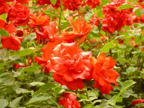 Rosa 'La Sevillana': все, что вам нужно знать об этом сорте