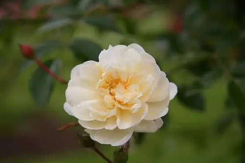 Роза Albéric Barbier кремового цвета.