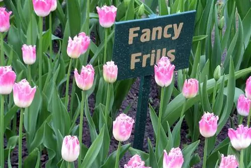 Тюльпан Fancy Frills токсичен для кошек