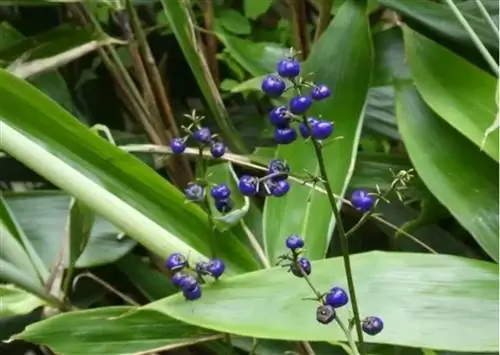 ensifolia Source_PictureThis