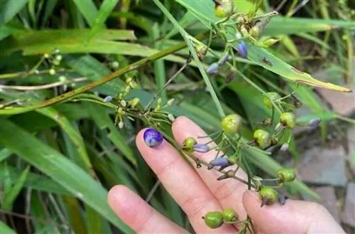 Растение Ensifolia fuente_pl@ntnet