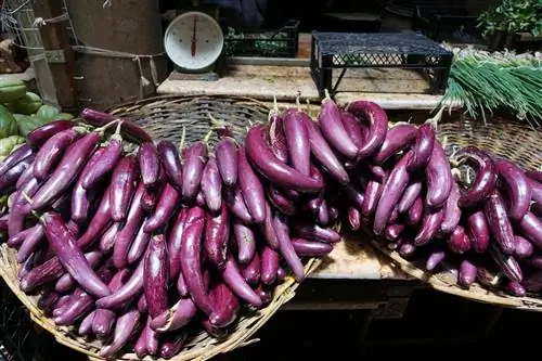 баклажаны