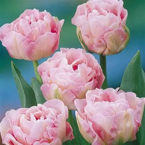 тюльпан ангелик Source_Pinterest