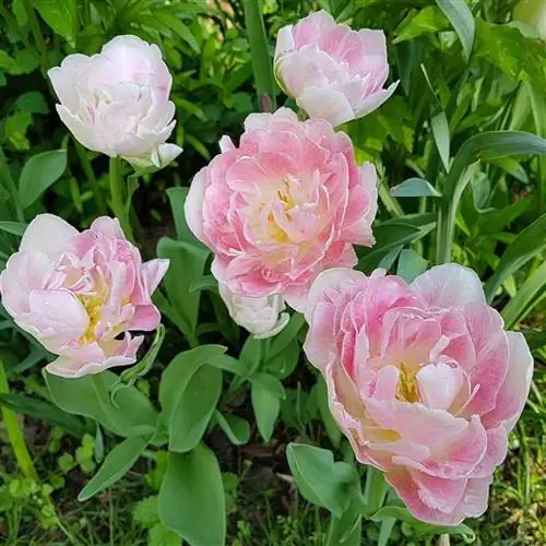 Tulipan-Angelique_source Ecebule