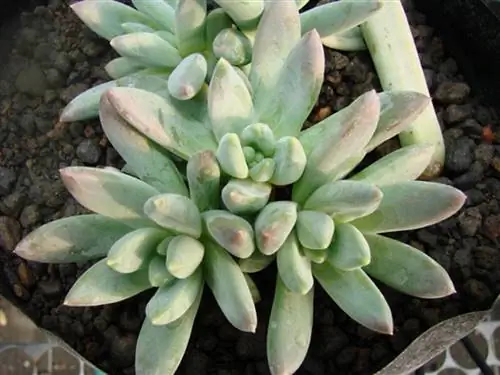 Суккулентная эхеверия Source_Sharkar Farm