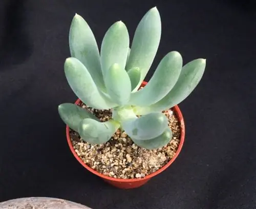 Как размножать этот суккулент Source_ Surreal Succulents