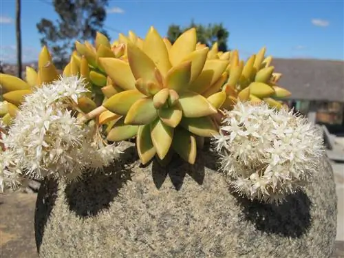 Sedum nussbaumerianum: что это такое и какой уход за ним нужен