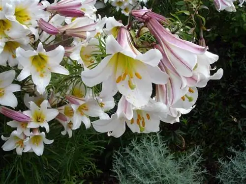 Lilium regale: какая она и какой уход нужен, чтобы быть здоровой