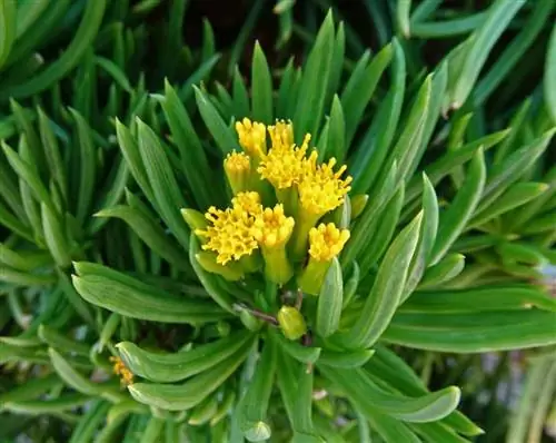 Senecio barbertonicus: основные характеристики и уход