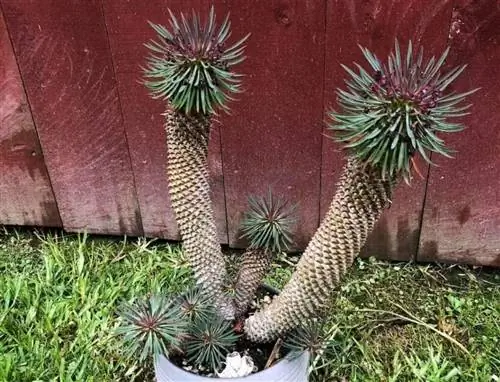 Pachypodium geayi Source_Pl@nNet